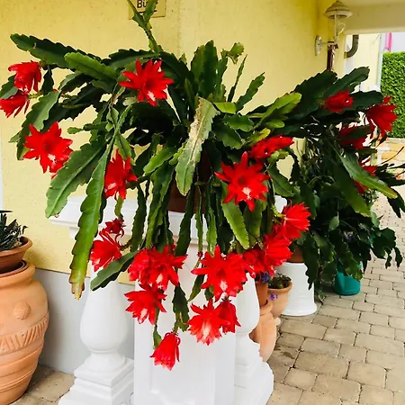 Mit Terrasse, Garten 公寓