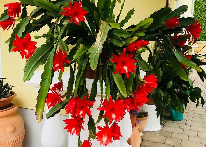 Mit Terrasse, Garten Apartment